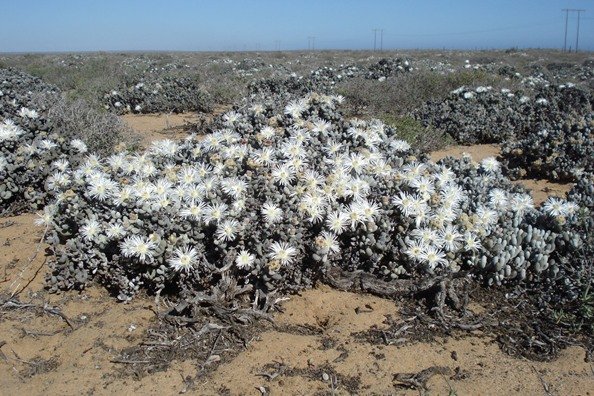 Wooleya farinosa white on grey
